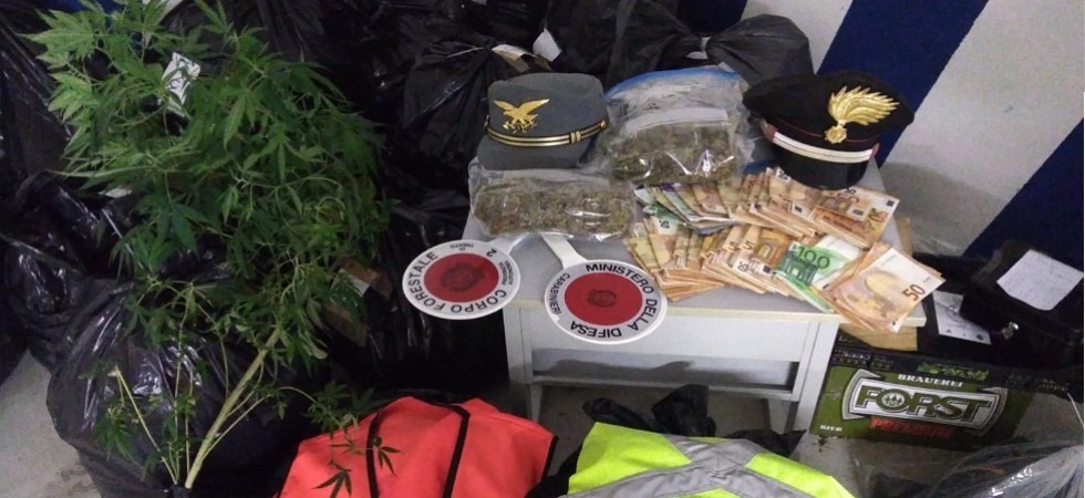 Un 47enne pizzicato con cento piante alte 2 metri, 94 chili di marijuana e oltre 25 mila euro in contanti